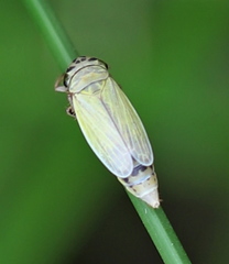 Handianus flavovarius