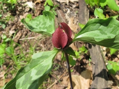 Trillium recurvatum