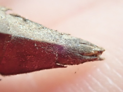 Dromogomphus spinosus