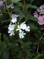 Phlox paniculata