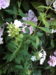 Phlox paniculata