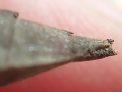 Dromogomphus spinosus