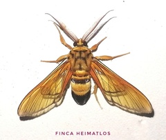 Sarosa acutior