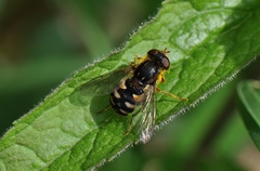 Parhelophilus rex