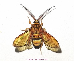 Sarosa acutior