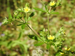 Potentilla inclinata