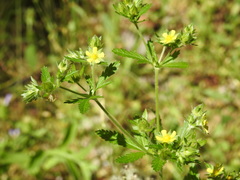 Potentilla inclinata