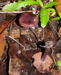 Thaxterogaster submagellanicus