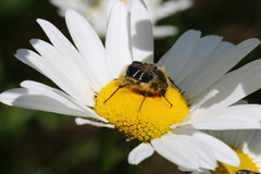 Trichiotinus assimilis