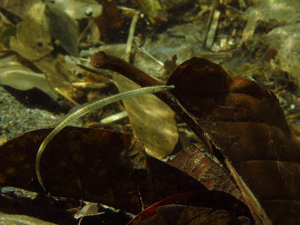 Melanesian Stream Pipefish