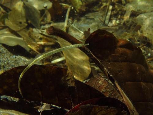Ragged-tail pipefish (Microphis retzii) — Syngnathidae — 5