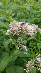 Megachile