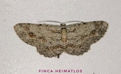 Physocleora
