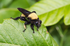 Laphria macquarti
