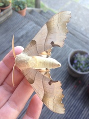 Marumba quercus