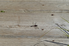 Leucorrhinia glacialis