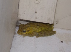 Osteopilus dominicensis