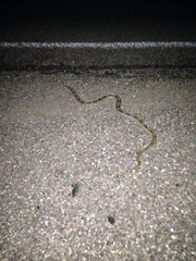 Bogertophis subocularis