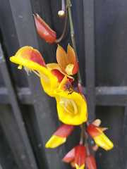 Trigona fulviventris