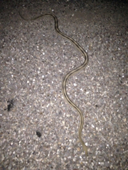 Bogertophis subocularis