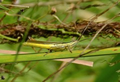 Mermiria intertexta