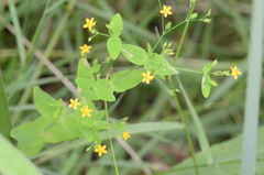 Hypericum mutilum mutilum