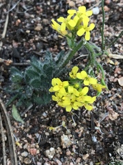 Draba streptocarpa