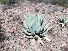 Agave durangensis