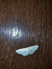 Idaea metohiensis