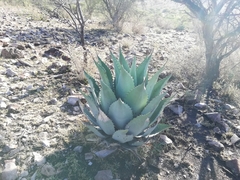 Agave durangensis