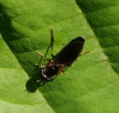 Pyrophaena rosarum