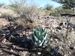 Agave durangensis