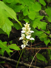 Govenia liliacea