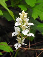 Govenia liliacea