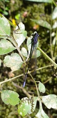 Argia pulla