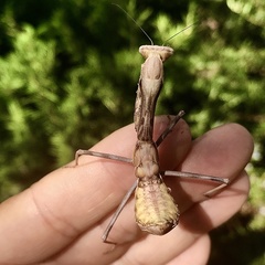 Stagmomantis californica