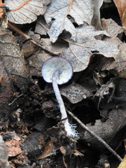 Calocybe cyanella
