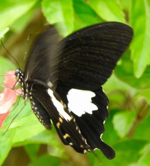 Papilio nephelus