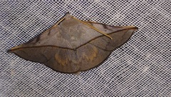 Heterospila nigripalpis