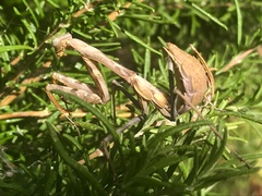 Stagmomantis californica
