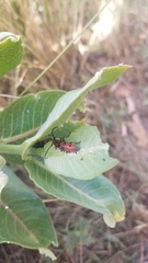 Tetraopes annulatus