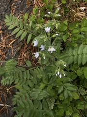 Polemonium pulcherrimum delicatum