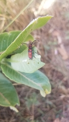 Tetraopes annulatus