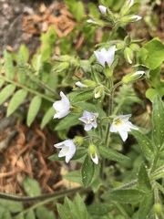 Polemonium pulcherrimum delicatum