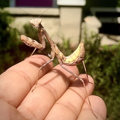 Stagmomantis californica