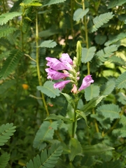 Physostegia correllii