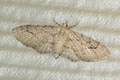 Eupithecia unicolor