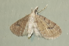 Eupithecia unicolor