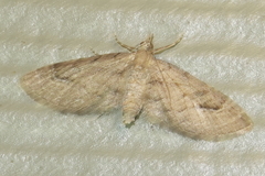Eupithecia unicolor