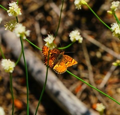 Phyciodes orseis